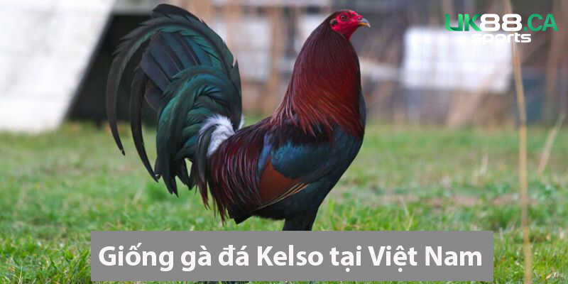 Giống gà đá Kelso tại Việt Nam